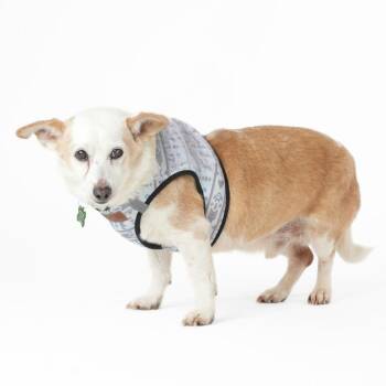 Dachshund and Chihuahua Dogs Available for Adoption in San Francisco, California - Doc Martens 14007 | PetCurious