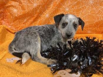 Rescue Australian Cattle Dog Blue Heeler Dogs for Adoption in Modesto, California - A604218 | PetCurious