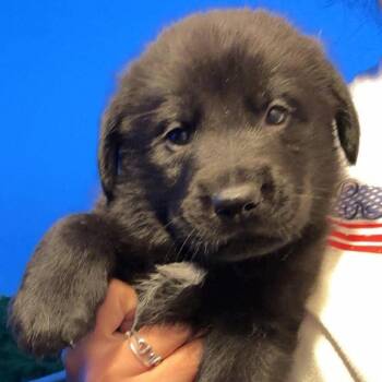 Dolinger Male Pup 1-10 -  German Shepherd Dog and Golden Retriever Dog for Adoption in Fairfax Station, Virginia - Dolinger Male Pup 1-10 | PetCurious