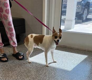 Mixed Breed Dogs Available for Adoption in Palmetto, Florida - A136038 | PetCurious