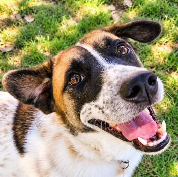 Blueberry -  Australian Cattle Dog Blue Heeler and Beagle Dog for Adoption in Newport, Tennessee - Blueberry | PetCurious