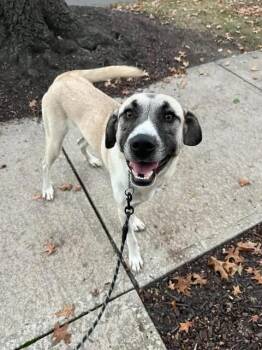 Artemis -  Mixed Breed Dog for Adoption in Parma, Ohio - Artemis | PetCurious