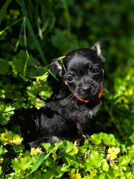 Chihuahua Dogs Available for Adoption in Penryn, California - Bean | PetCurious