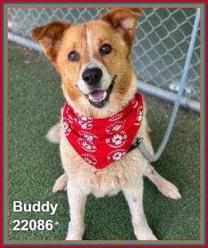BUDDY -  Shepherd and Australian Cattle Dog Blue Heeler Dog for Adoption in Marietta, Georgia - BUDDY | PetCurious