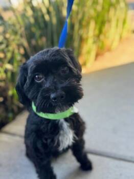 Rescue Poodle and Maltese Dogs for Adoption in San Jose, California - JASMINE | PetCurious