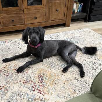 Standard Poodle and Labrador Retriever Dogs Available for Adoption in Pineville, Missouri - Coco | PetCurious