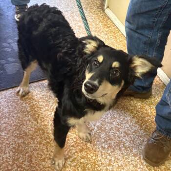 Vesper -  Shepherd Dog for Adoption in Chehalis, Washington - Vesper | PetCurious