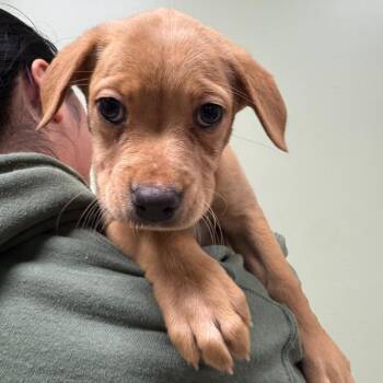 Mixed Breed Dogs Available for Adoption - Dolly | PetCurious