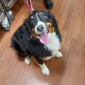 Bailey II -  Collie and Shepherd Dog for Adoption in Milan, Illinois - Bailey II | PetCurious