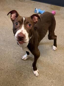 Otis -  Pit Bull Terrier Dog for Adoption in Cleveland, Ohio - Otis | PetCurious