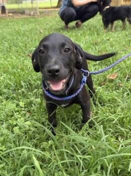 Dewar / Hummus -  Labrador Retriever and Mixed Breed Dog for Adoption in Broomfield, Colorado - Dewar / Hummus | PetCurious