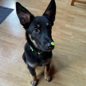Callahan -  Australian Kelpie and Australian Cattle Dog Blue Heeler Dog for Adoption in Libby, Montana - Callahan | PetCurious