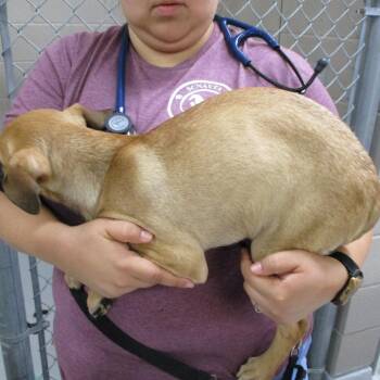 Pheobe -  Mixed Breed Dog for Adoption in Las Cruces, New Mexico - Pheobe | PetCurious