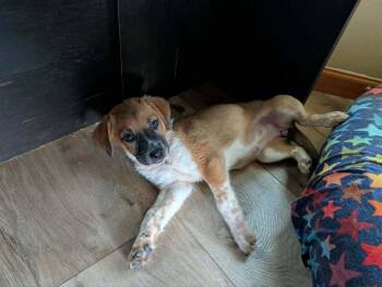 Gabby - fostered in KC -  Beagle and Australian Shepherd Dog for Adoption in Overland Park, Kansas - Gabby - Fostered In KC | PetCurious
