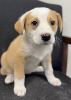 Firework -  Mixed Breed Dog for Adoption in Bemidji, Minnesota - Firework | PetCurious