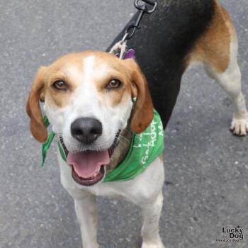 Mauve -  Hound Dog for Adoption in Washington, District Of Columbia - Mauve | PetCurious