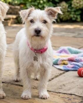 Vega -  Terrier and Mixed Breed Dog for Adoption in Severance, Colorado - Vega | PetCurious