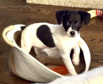 Maybel -  Chihuahua Dog for Adoption in Plainfield, Illinois - Maybel | PetCurious