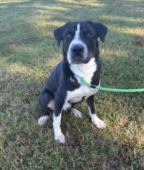 Rescue Husky and Labrador Retriever Dogs for Adoption in Brunswick, Georgia - DENVER | PetCurious