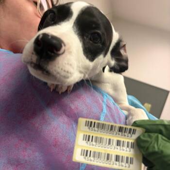 Holstein -  Mixed Breed Dog for Adoption in Charleston, West Virginia - Holstein | PetCurious