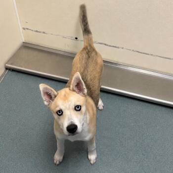 Lola(Fuzzy) -  Boston Terrier and Husky Dog for Adoption in Edinburg, Texas - Lola(Fuzzy) | PetCurious