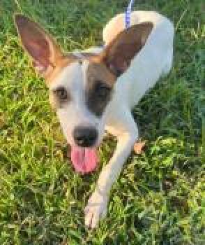 Hannah -  Mixed Breed Dog for Adoption in Kansas City, Missouri - Hannah | PetCurious