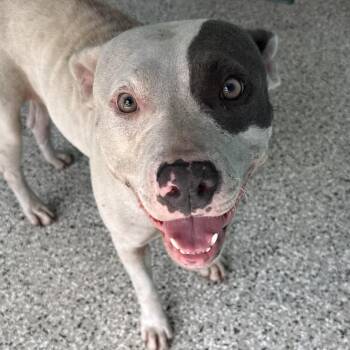 Berry Burg Cake -  American Staffordshire Terrier and Mixed Breed Dog for Adoption in Hattiesburg, Mississippi - Berry Burg Cake | PetCurious