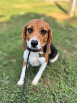 Lily -  Beagle Dog for Adoption in Aiken, South Carolina - Lily | PetCurious