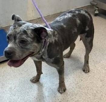 Della Ray -  Mixed Breed Dog for Adoption in New York, New York - Della Ray | PetCurious