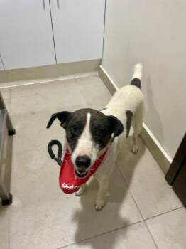 Manchitas -  Hound Dog for Adoption in Gig Harbor, Washington - Manchitas | PetCurious