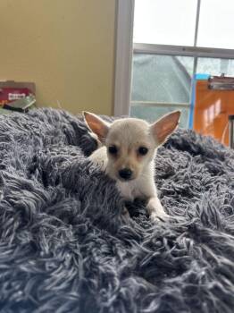Chis Stick -  Chihuahua Dog for Adoption in Lakeland, Florida - Chis Stick | PetCurious