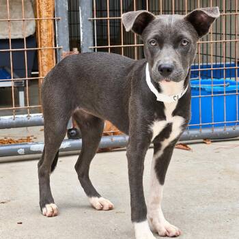 Cleo -  Hound and Pit Bull Terrier Dog for Adoption in East Hampton, New York - Cleo | PetCurious