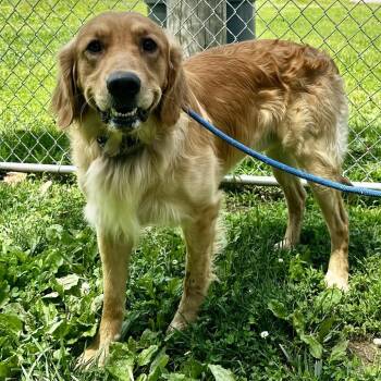 Lemmy -  Golden Retriever Dog Available for Adoption in Warrensburg, Missouri - Lemmy | PetCurious