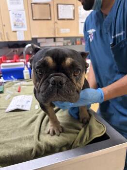 MS. PIGGY -  French Bulldog Dog for Adoption in Riverside, California - MS. PIGGY | PetCurious