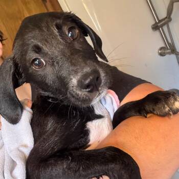 Falafel -  Mixed Breed Dog for Adoption in Corbin, Kentucky - Falafel | PetCurious