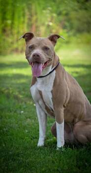 Nova -  Pit Bull Terrier Dog for Adoption in Lagrange, Indiana - Nova | PetCurious