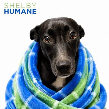 Mitochondira -  Mixed Breed Dog for Adoption in Columbiana, Alabama - Mitochondira | PetCurious