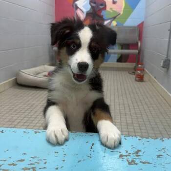 Koozie -  Australian Shepherd and Miniature Poodle Dog for Adoption in Camden, Delaware - Koozie | PetCurious