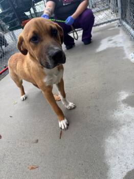 Rescue Labrador Retriever Dogs for Adoption in Chickamauga, Georgia - Combat - Stray Hold Until 12.2 | PetCurious