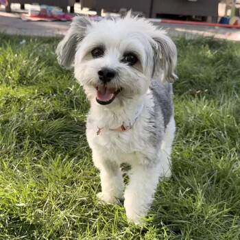 Maltese and Yorkshire Terrier Dogs Available for Adoption in Fort Collins, Colorado - Winnie | PetCurious