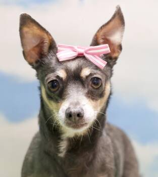 Harper -  Chihuahua Dog for Adoption in Casa Grande, Arizona - Harper | PetCurious