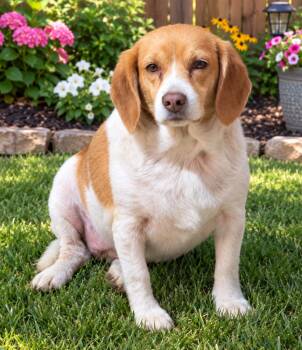 Delilah -  Beagle Dog for Adoption in Russiaville, Indiana - Delilah | PetCurious