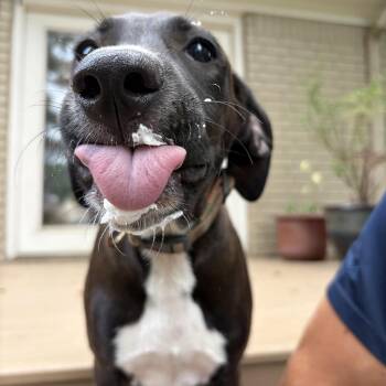 Rocky -  Beagle and Jack Russell Terrier Dog for Adoption - Rocky | PetCurious