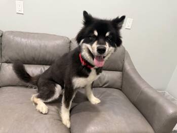 Yami -  Alaskan Malamute Dog for Adoption in Sault Ste. Marie, Michigan - Yami | PetCurious