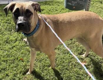 Rescue Mixed Breed Dogs for Adoption in Carrollton, Texas - Audi | PetCurious
