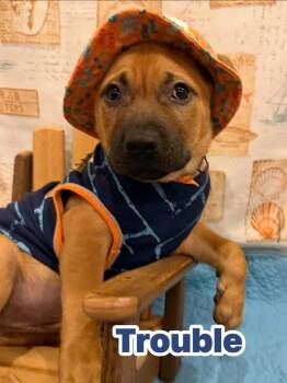 Mixed Breed Dogs Available for Adoption in Dunmore, Pennsylvania - Trouble | PetCurious