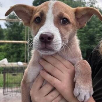 Phoebe -  Mixed Breed Dog for Adoption in Allegan, Michigan - Phoebe | PetCurious