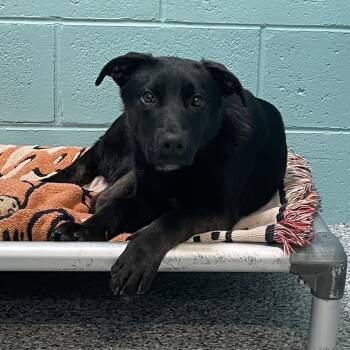 Shepherd and Mixed Breed Dogs Available for Adoption - Milo | PetCurious