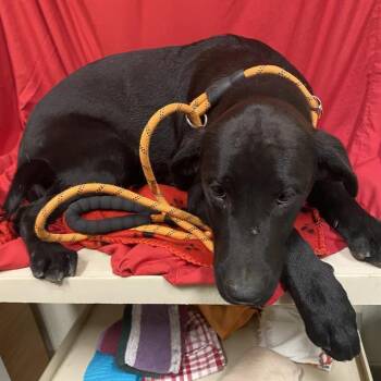 A614856 -  Labrador Retriever Dog for Adoption in Modesto, California - A614856 | PetCurious