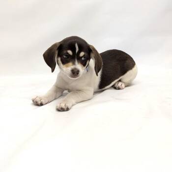 Spaniel and Mixed Breed Dogs Available for Adoption in Parker, Colorado - 621 (2026) Midge | PetCurious